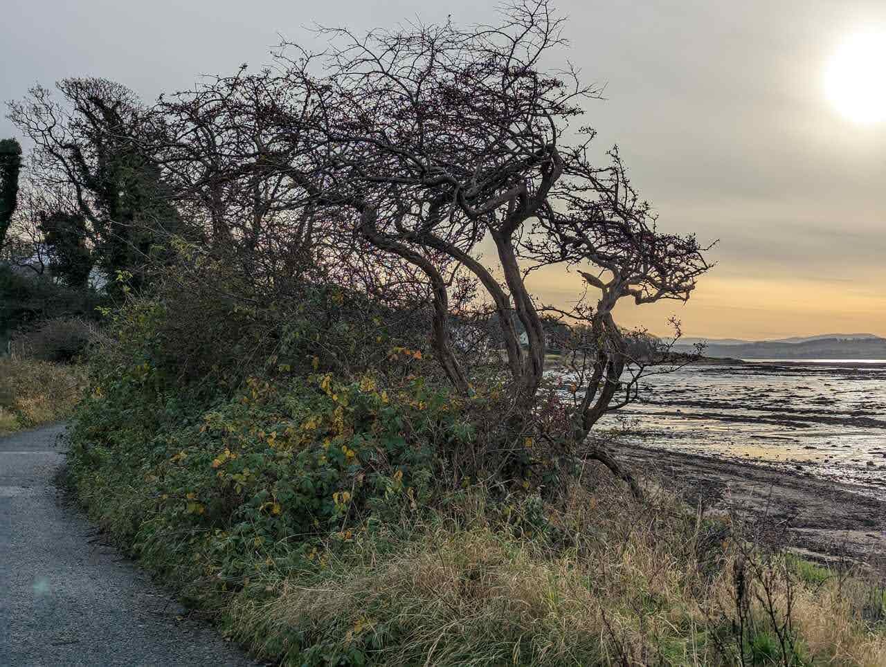 A windswept hawthorn tree bent by the wind on the shore at Culross.