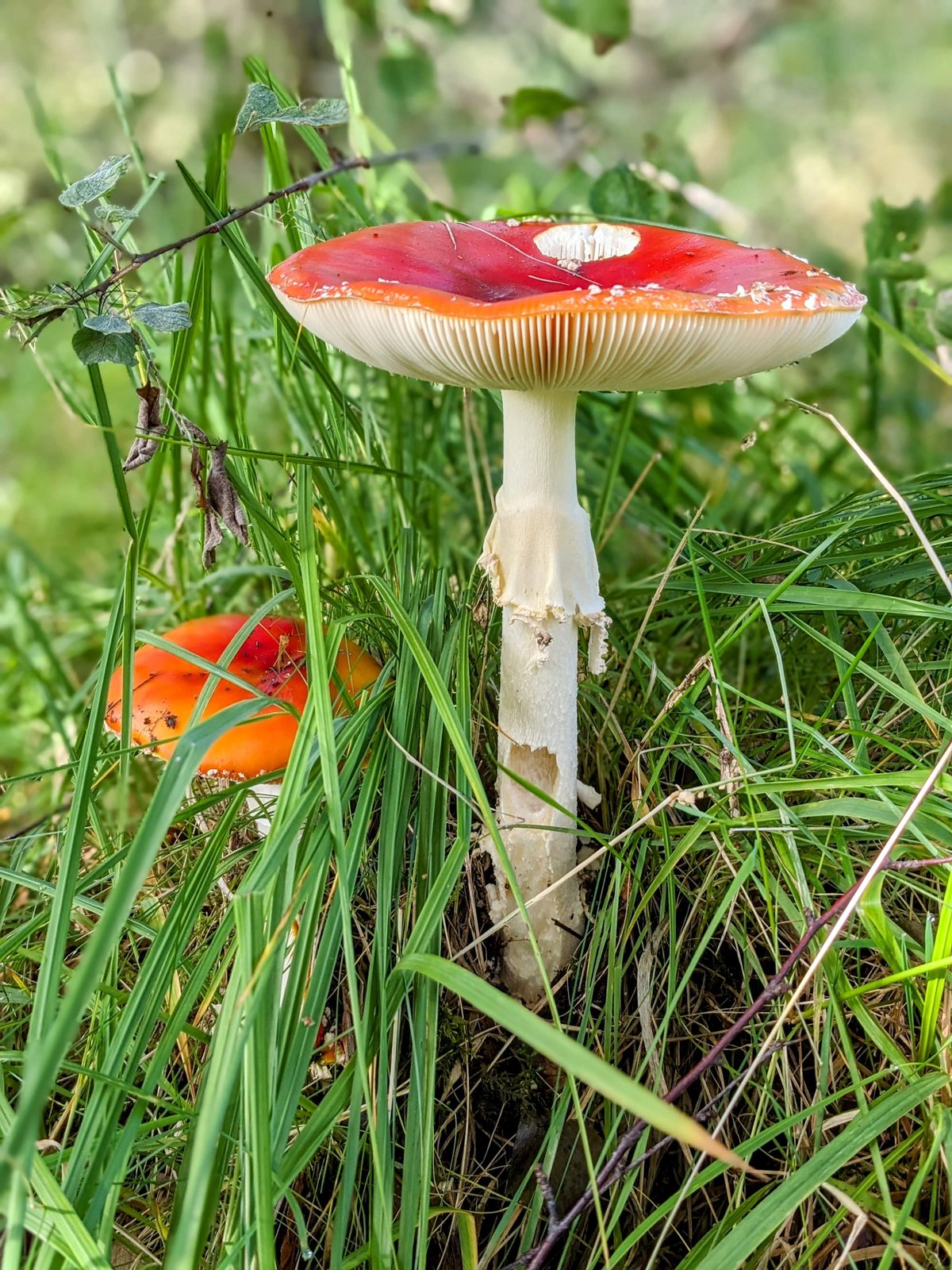 A red fly agaric toadstool in the grass at Dalrigh