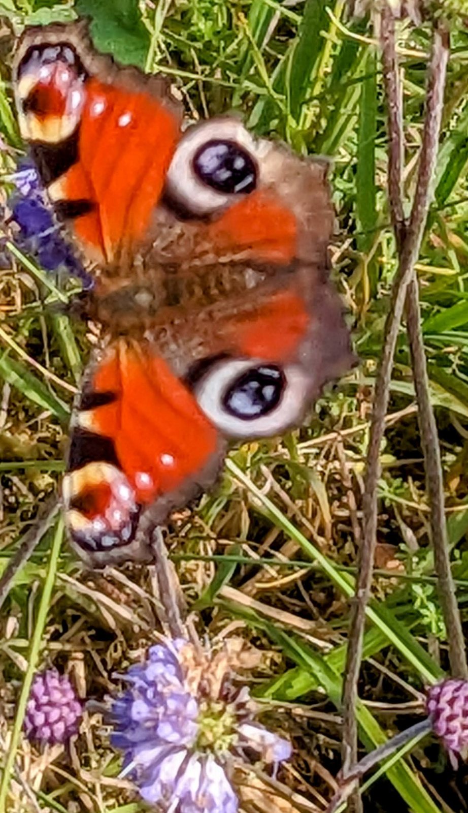 A peacock butterfly among wildflowers at Dalrigh