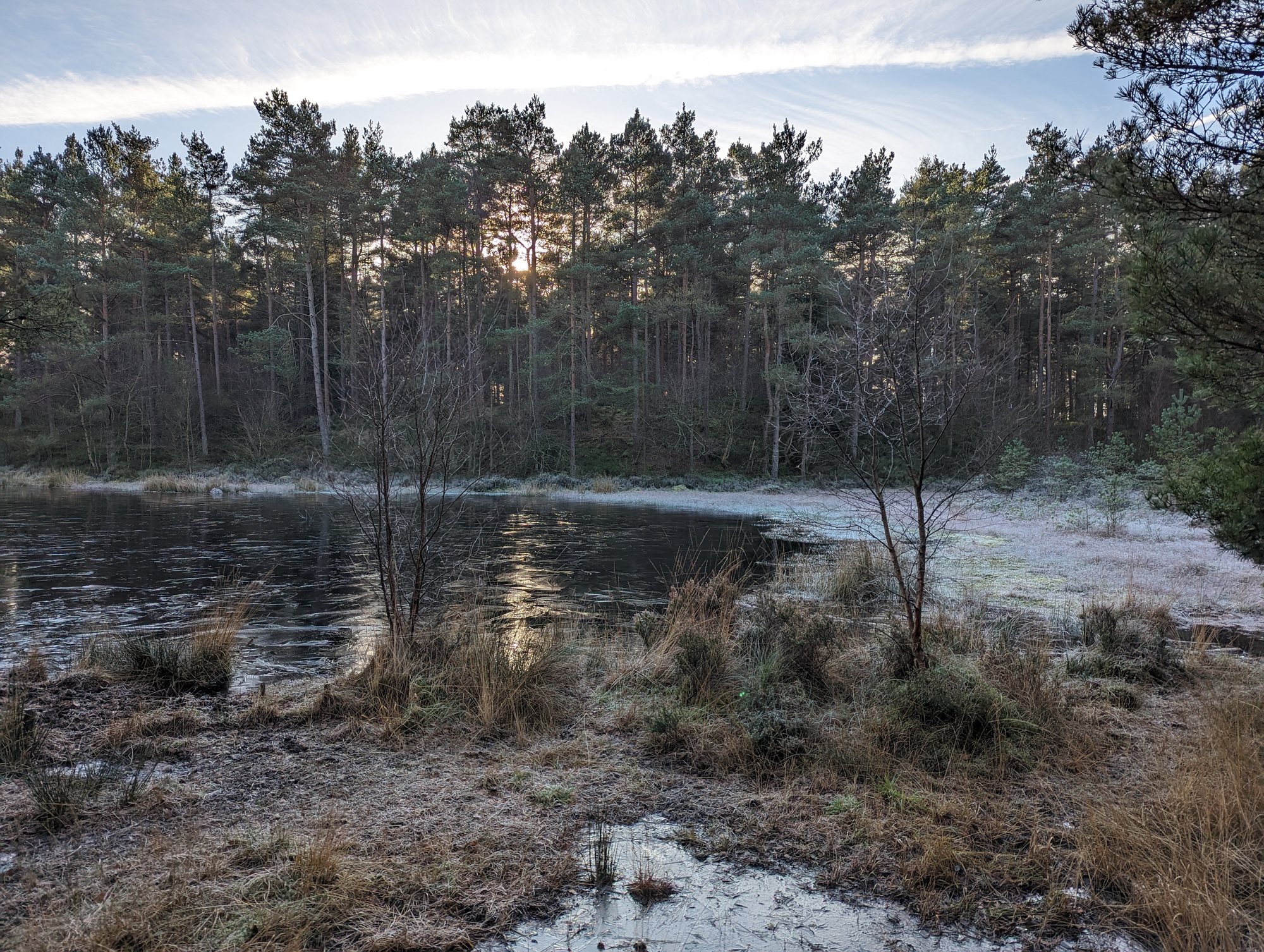 A frozen woodland lochan among pines at Devilla Forest, west Fife.