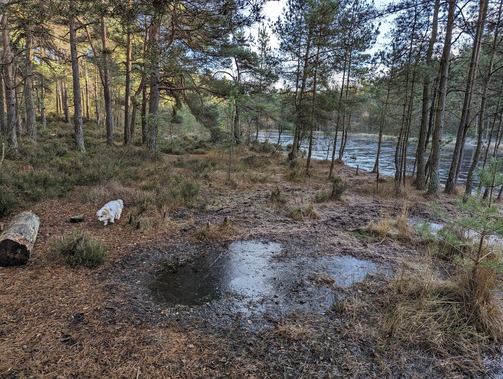 A reedy frozen loch surrounded by pine forest at Devilla.