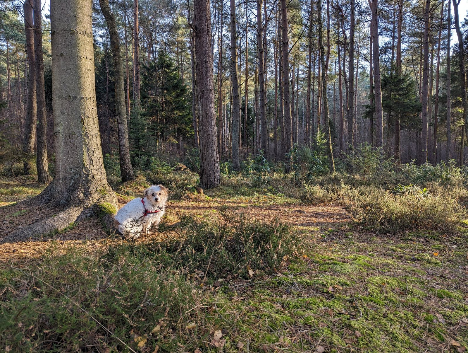 A trail winding through tall pines at Devilla Forest.