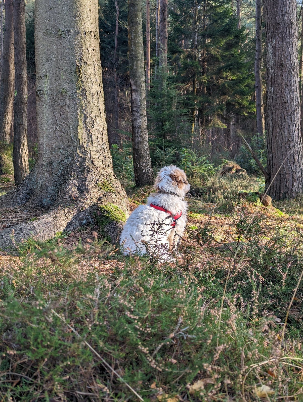 Lillie the dog on the forest floor among tall pines at Devilla.