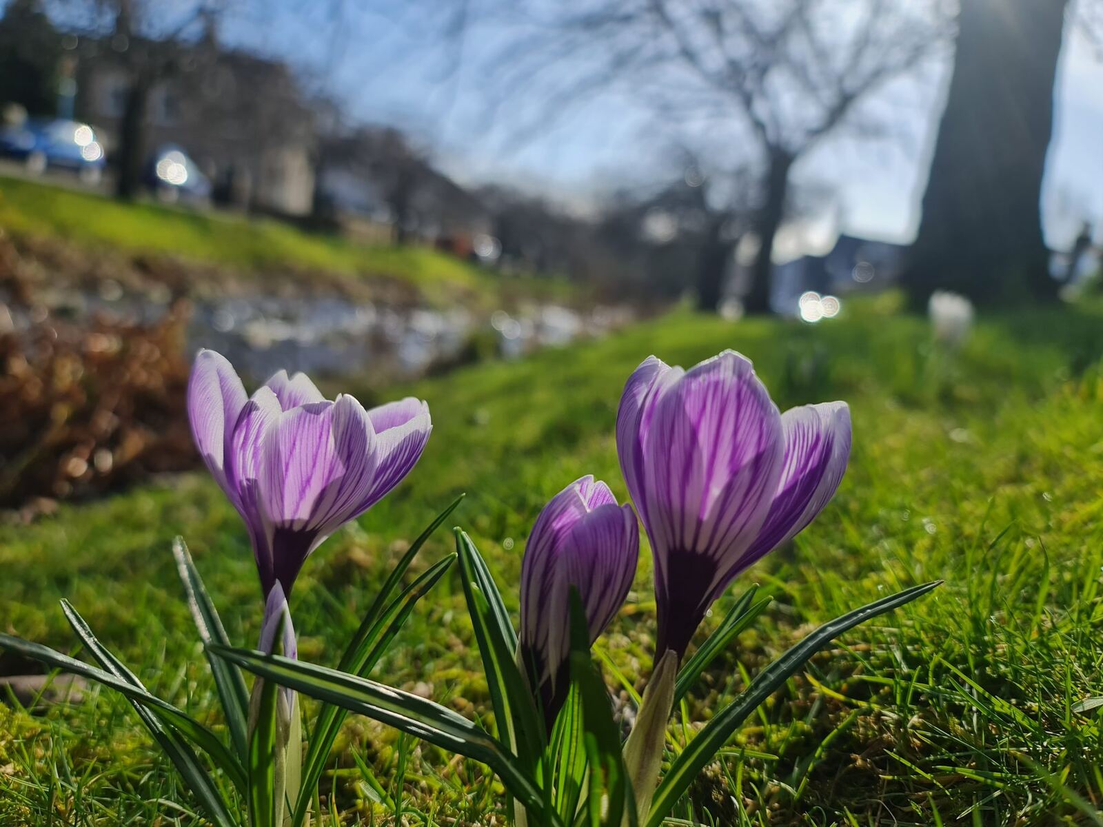 Purple crocuses close up in the grass at Dollar, the village street soft-focus behind them