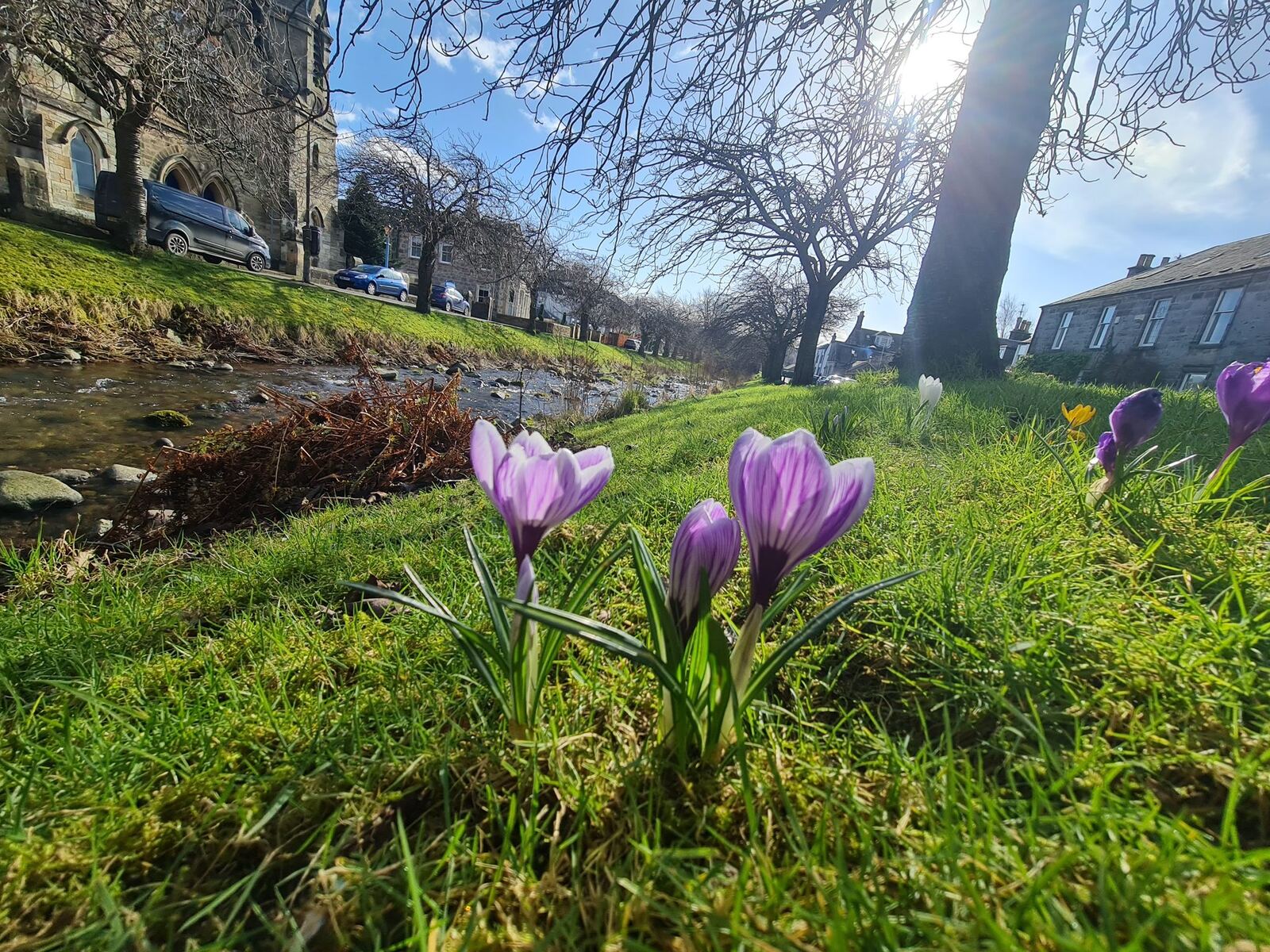 Crocuses along the grassy verge of the main street in Dollar, houses and the Ochil hills beyond.