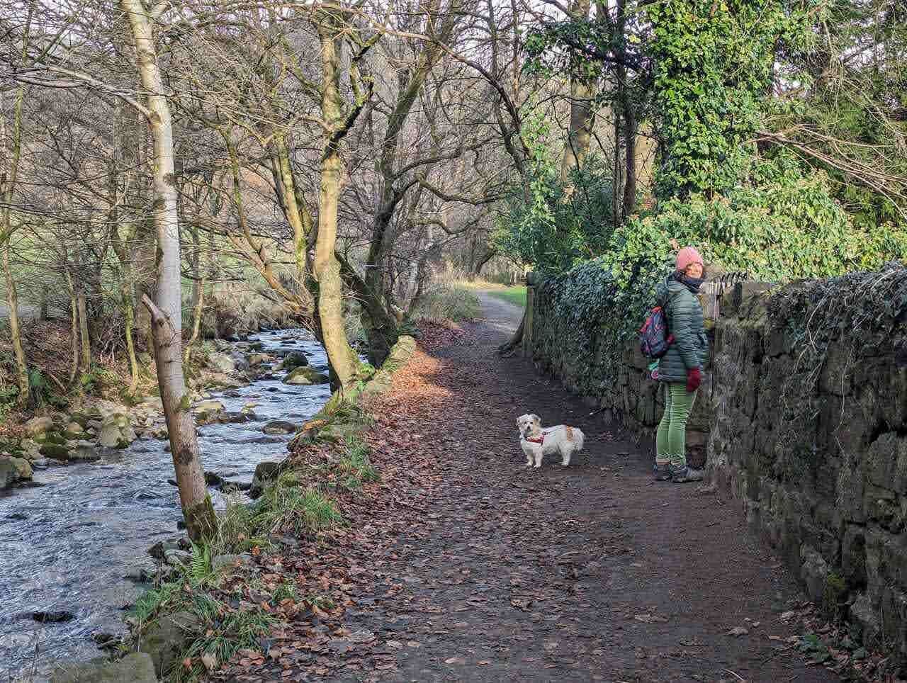 A walker and dog on the woodland path through Dollar Glen beside the burn.