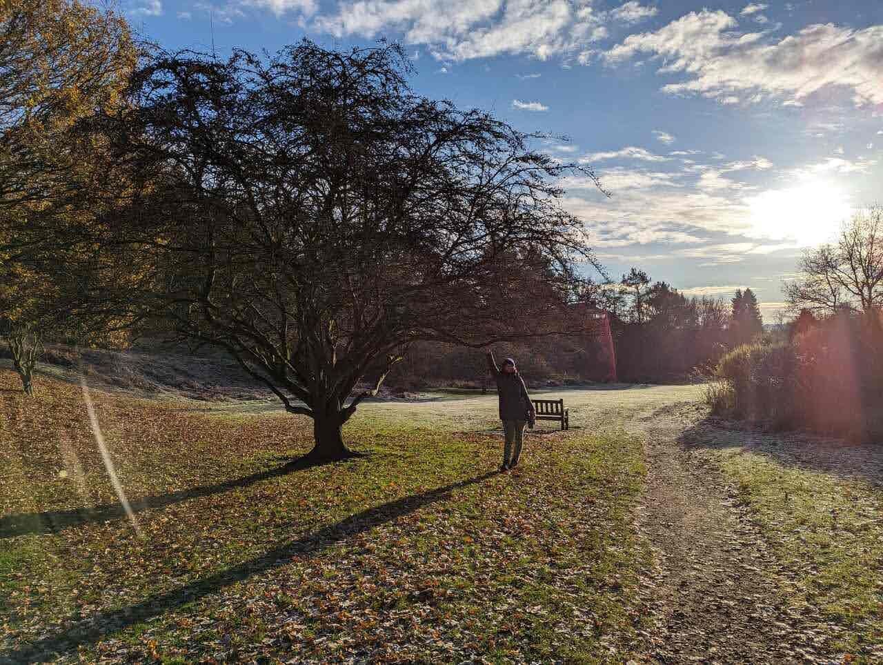A large spreading tree on parkland in Dollar in low golden light, a person walking.
