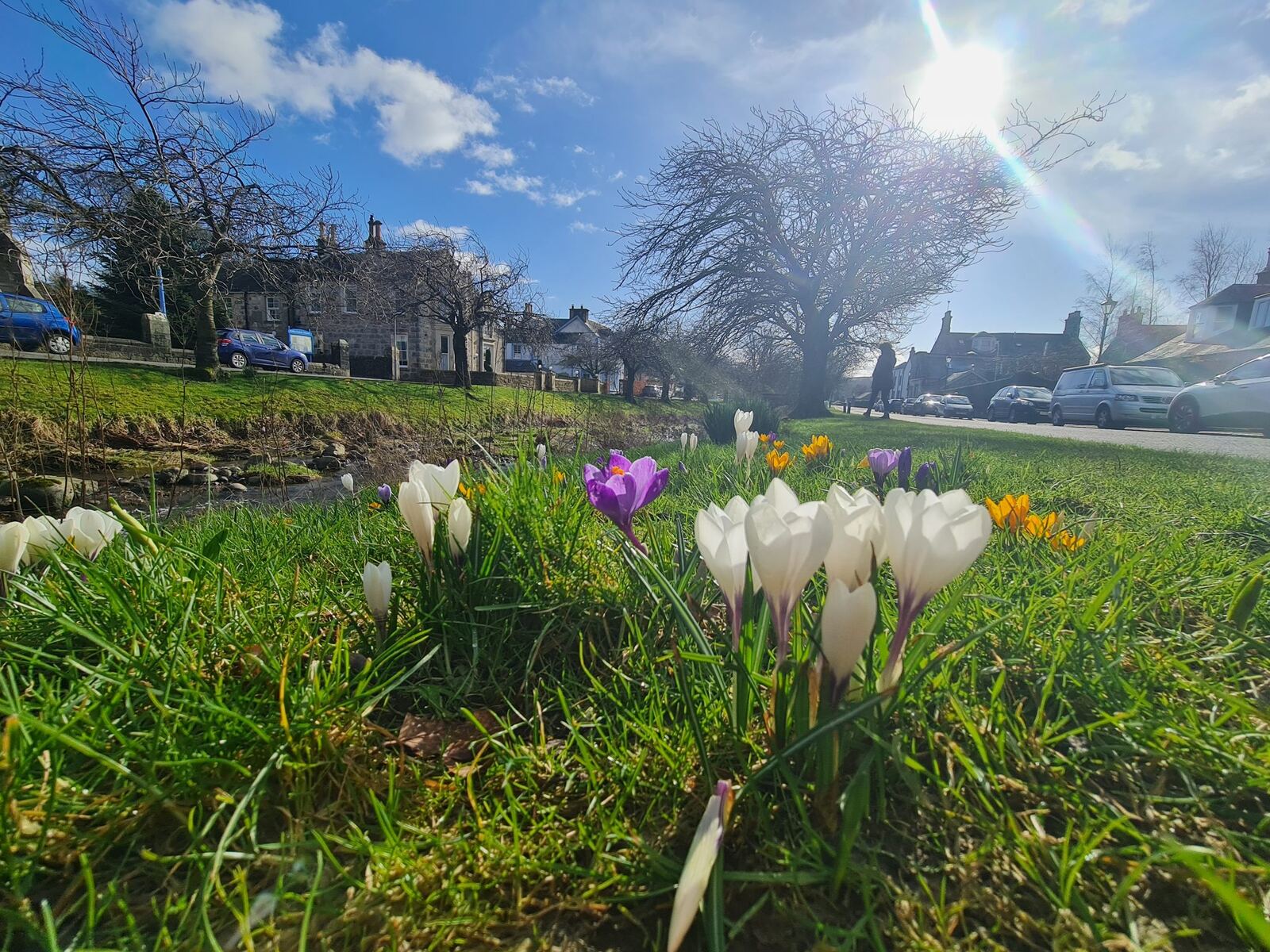 White, purple and yellow crocuses on the grass in Dollar with the village church spire behind under a blue sky.
