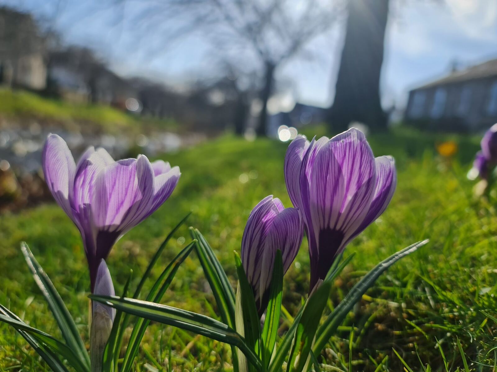 Purple crocuses in bloom on a grassy verge in Dollar village in early spring, houses and bare trees behind.