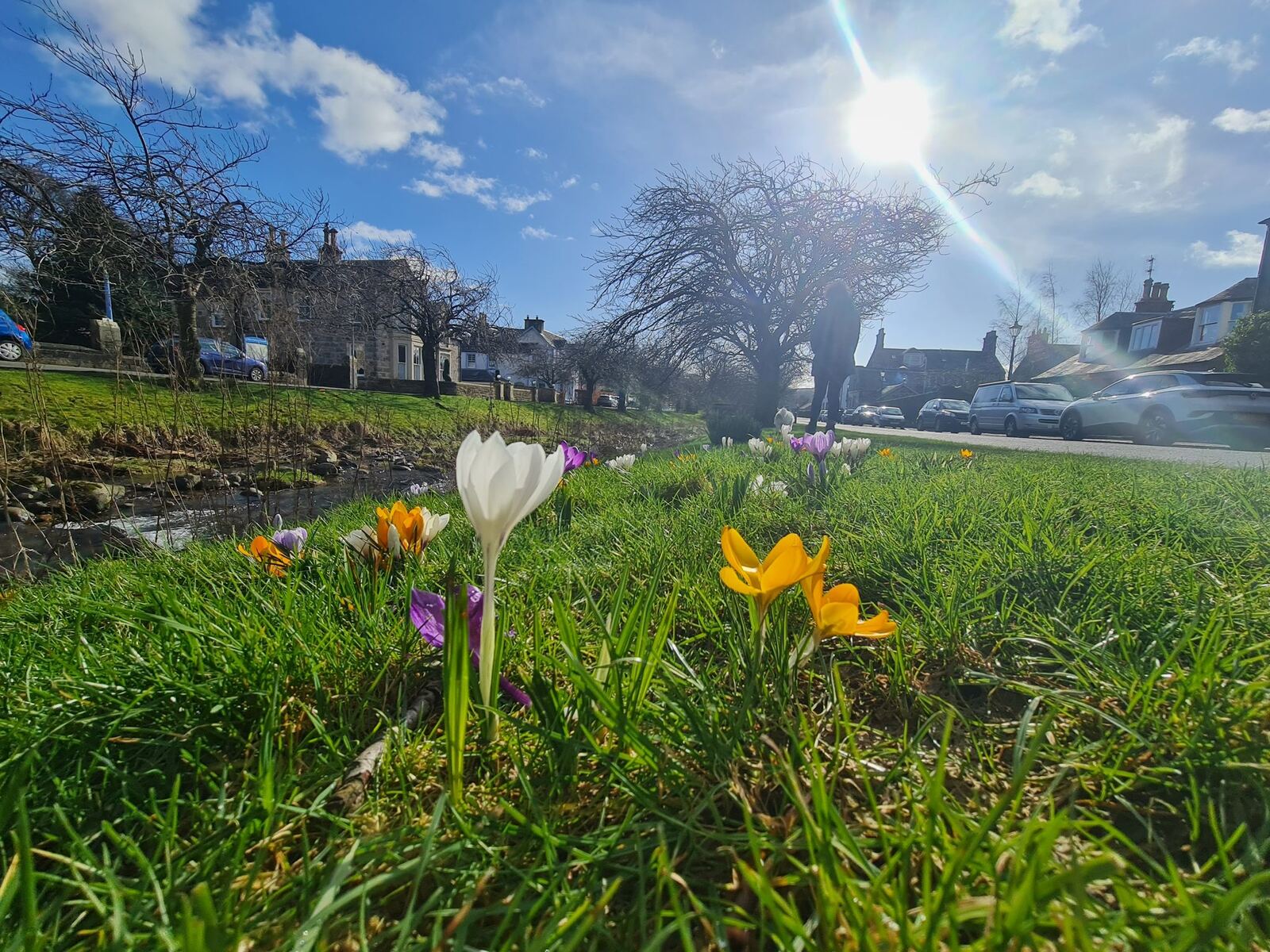 A close-up of purple and yellow crocuses on a sunny grass verge in Dollar.