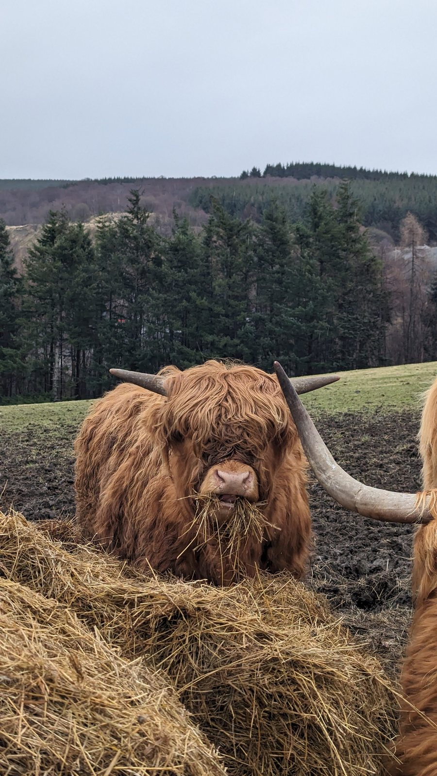 A Highland cow with long horns in a field near Dufftown, Speyside.