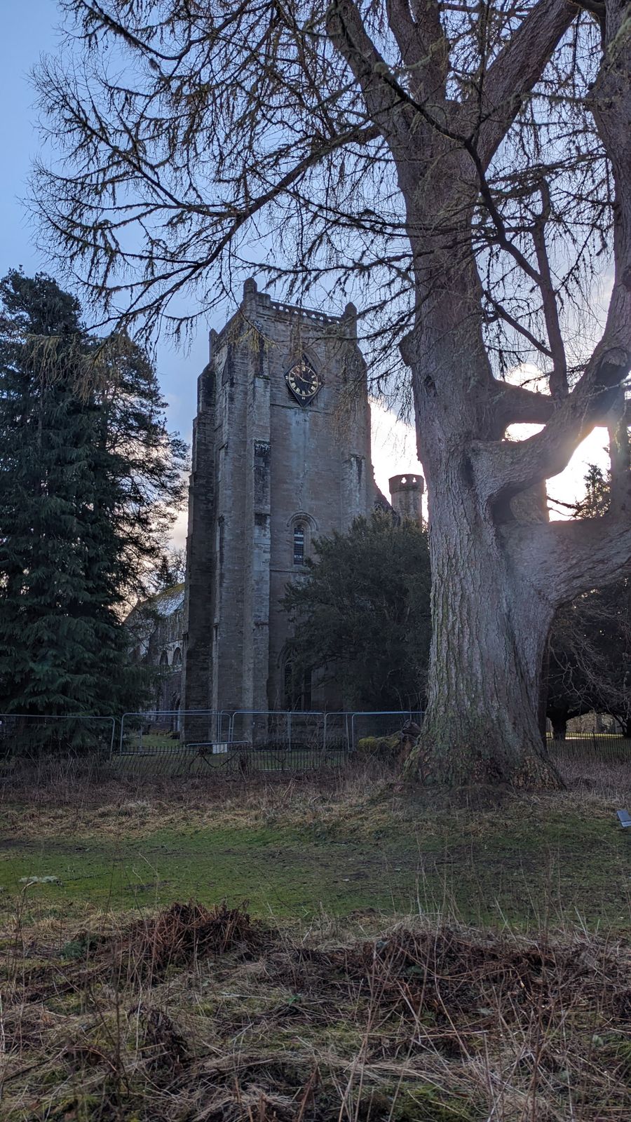 Dunkeld Cathedral tower beside one of the great old trees in its grounds.