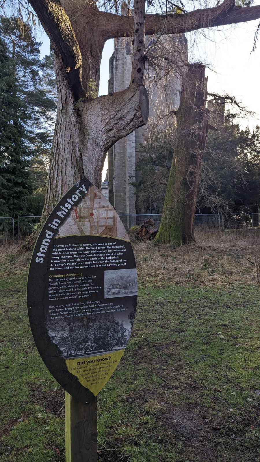 A champion tree and interpretation board in the grounds at Dunkeld.