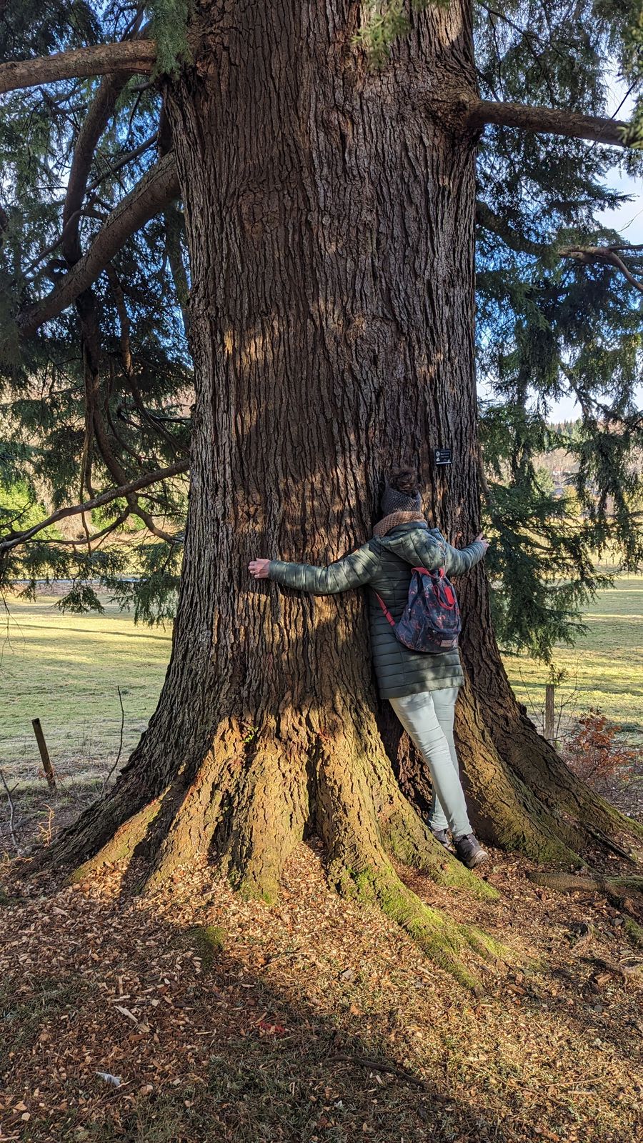 A giant conifer in the grounds at Dunkeld, with a person at its base for scale.