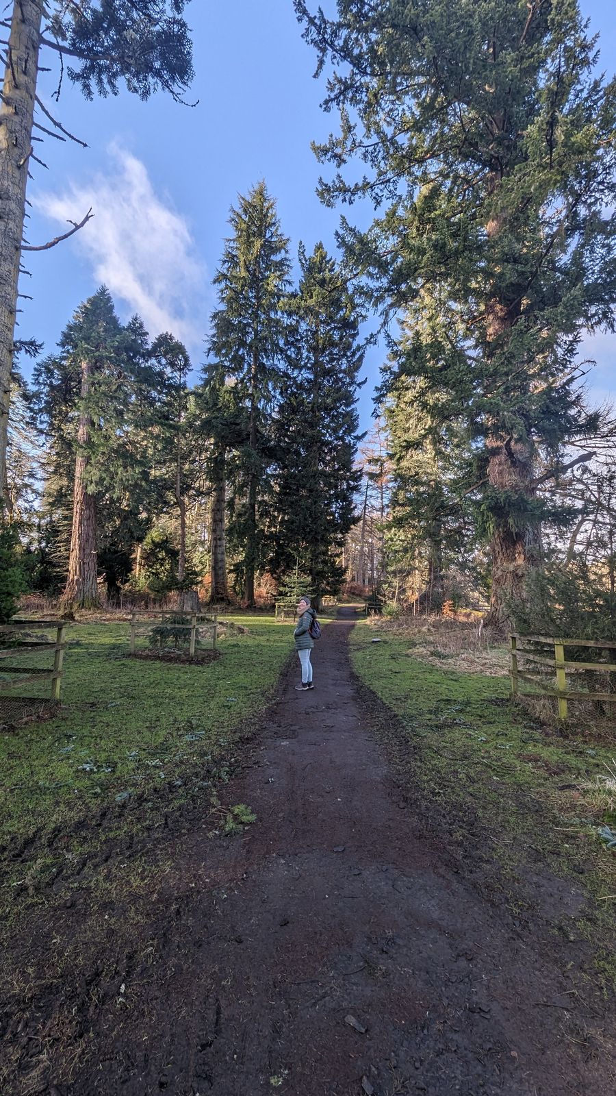 A woodland path among tall conifers at Dunkeld.