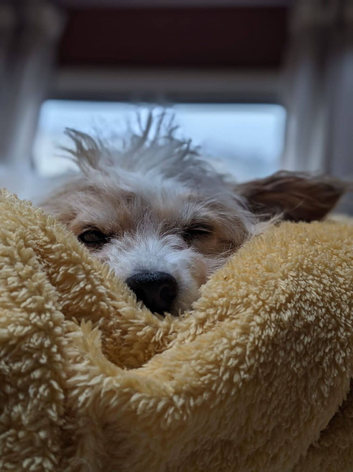 Lillie the dog snug in a blanket after a cold coastal walk.