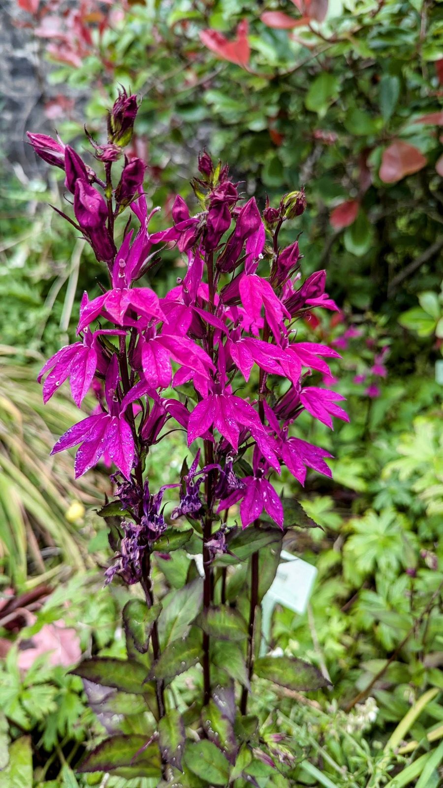 Foxgloves in the gardens at Dunvegan.