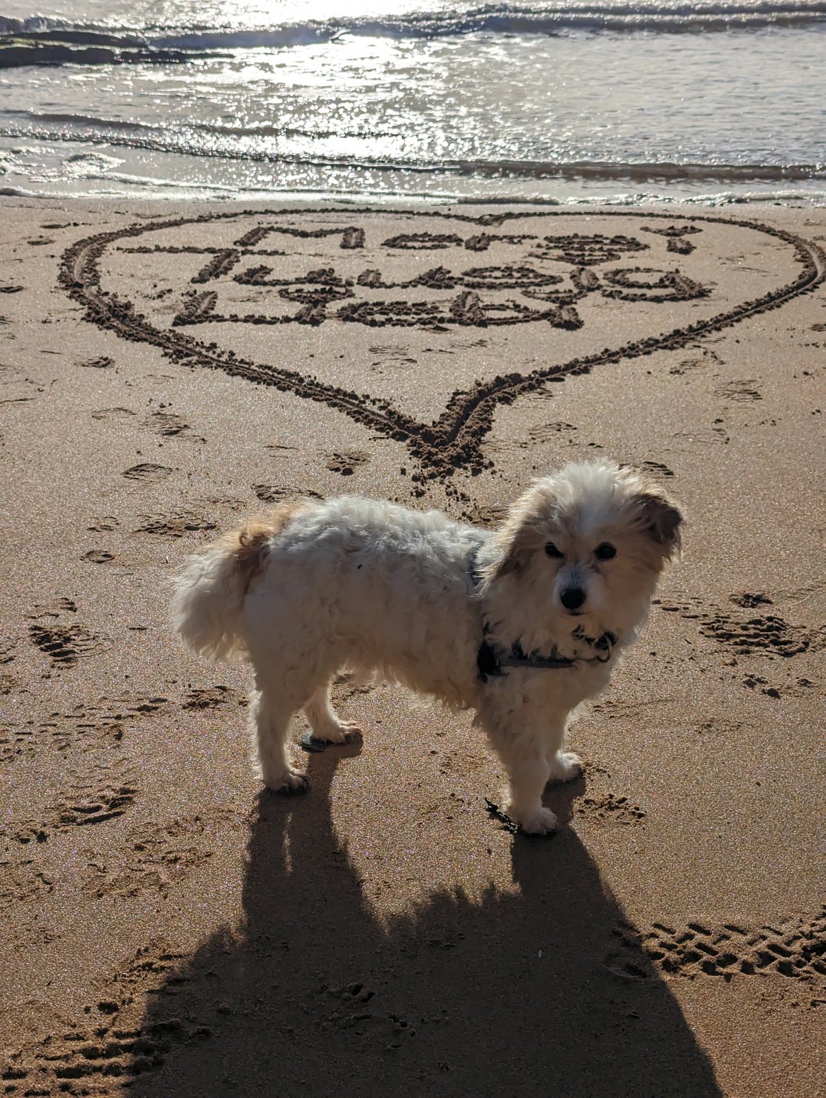 Lillie the dog beside a heart drawn in the sand at Elie.