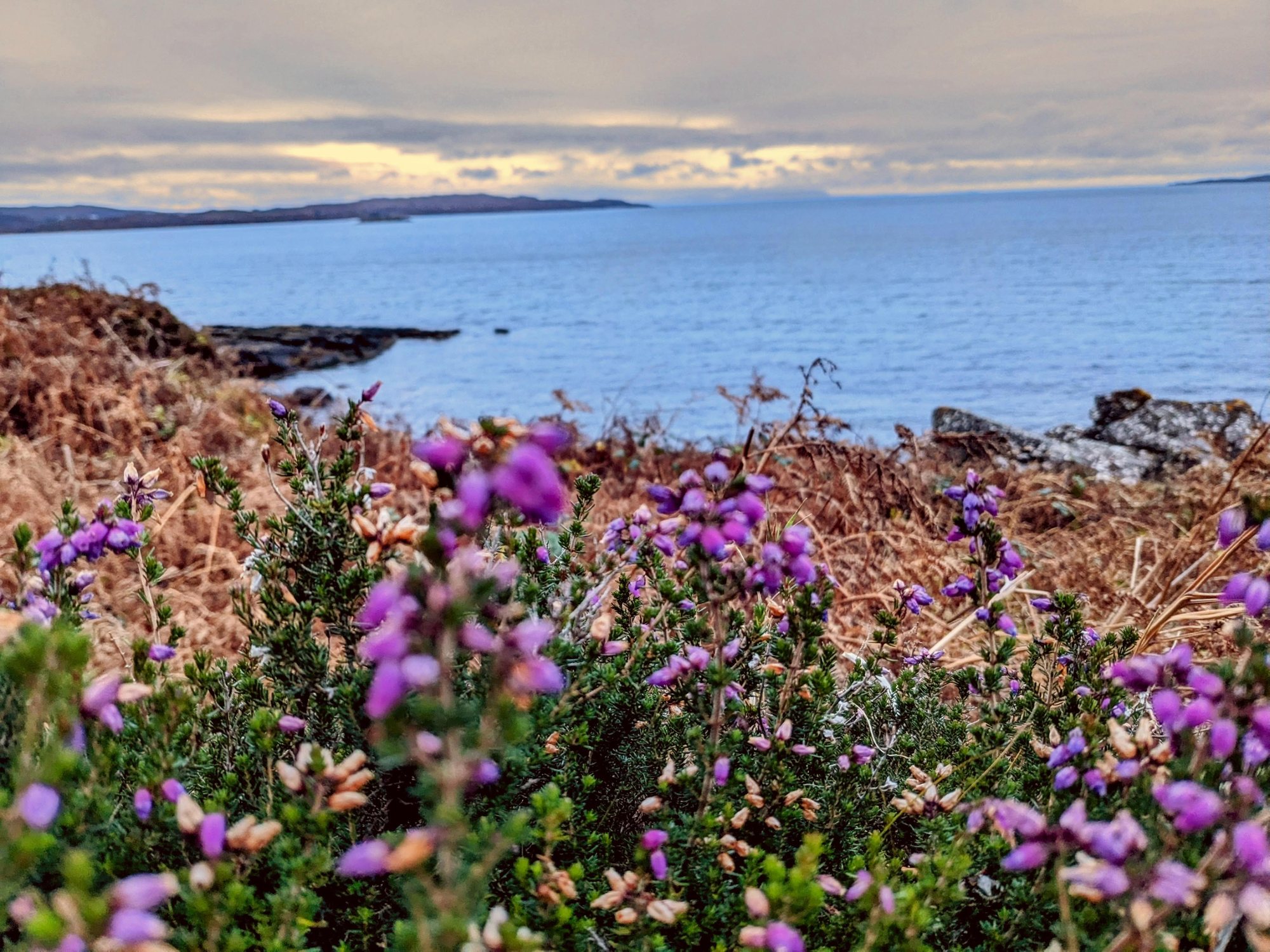 Heather and wildflowers above the coast at Gairloch, Wester Ross.