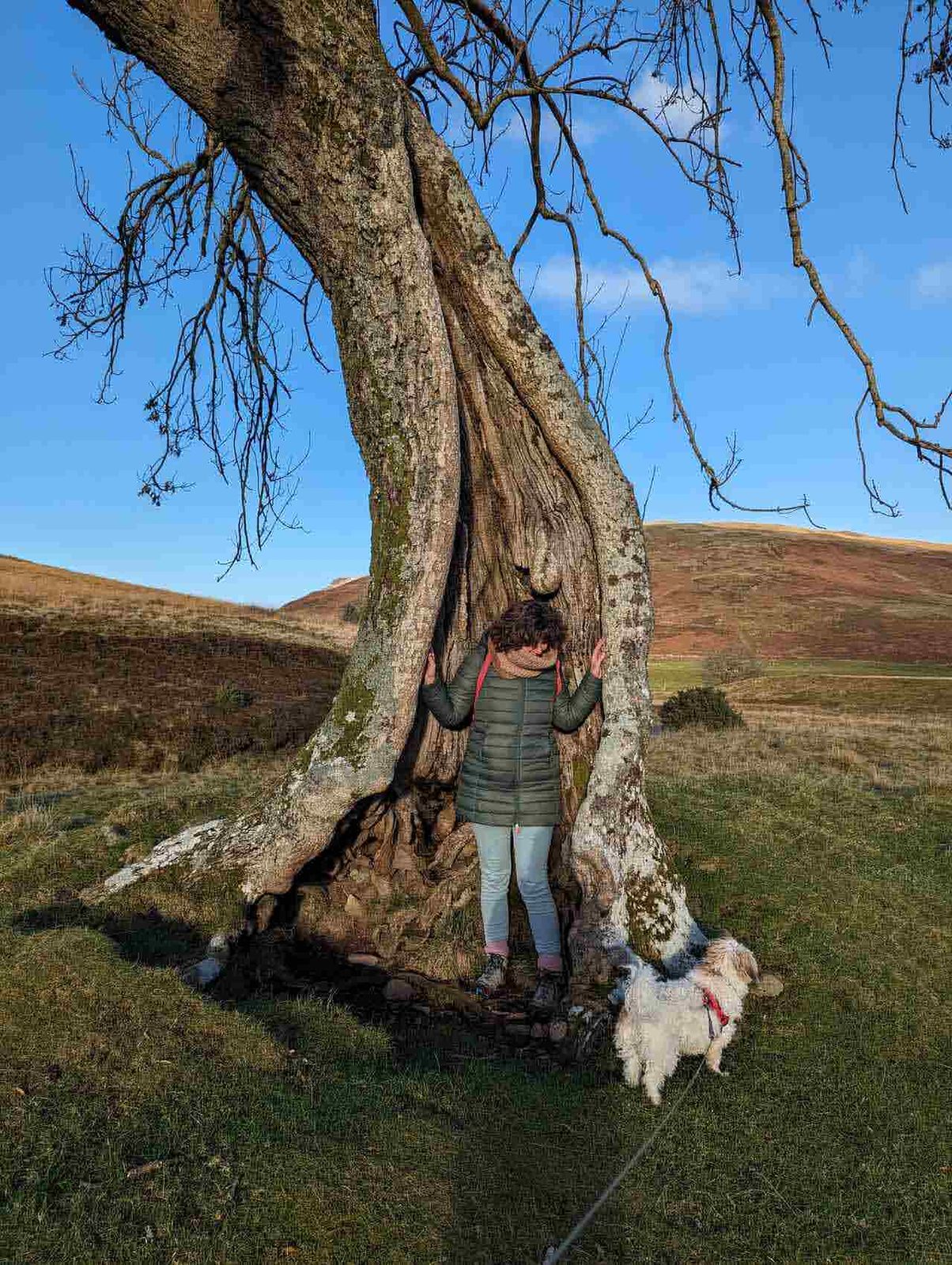 A walker and dog beside a gnarled old tree at Glendevon for scale.