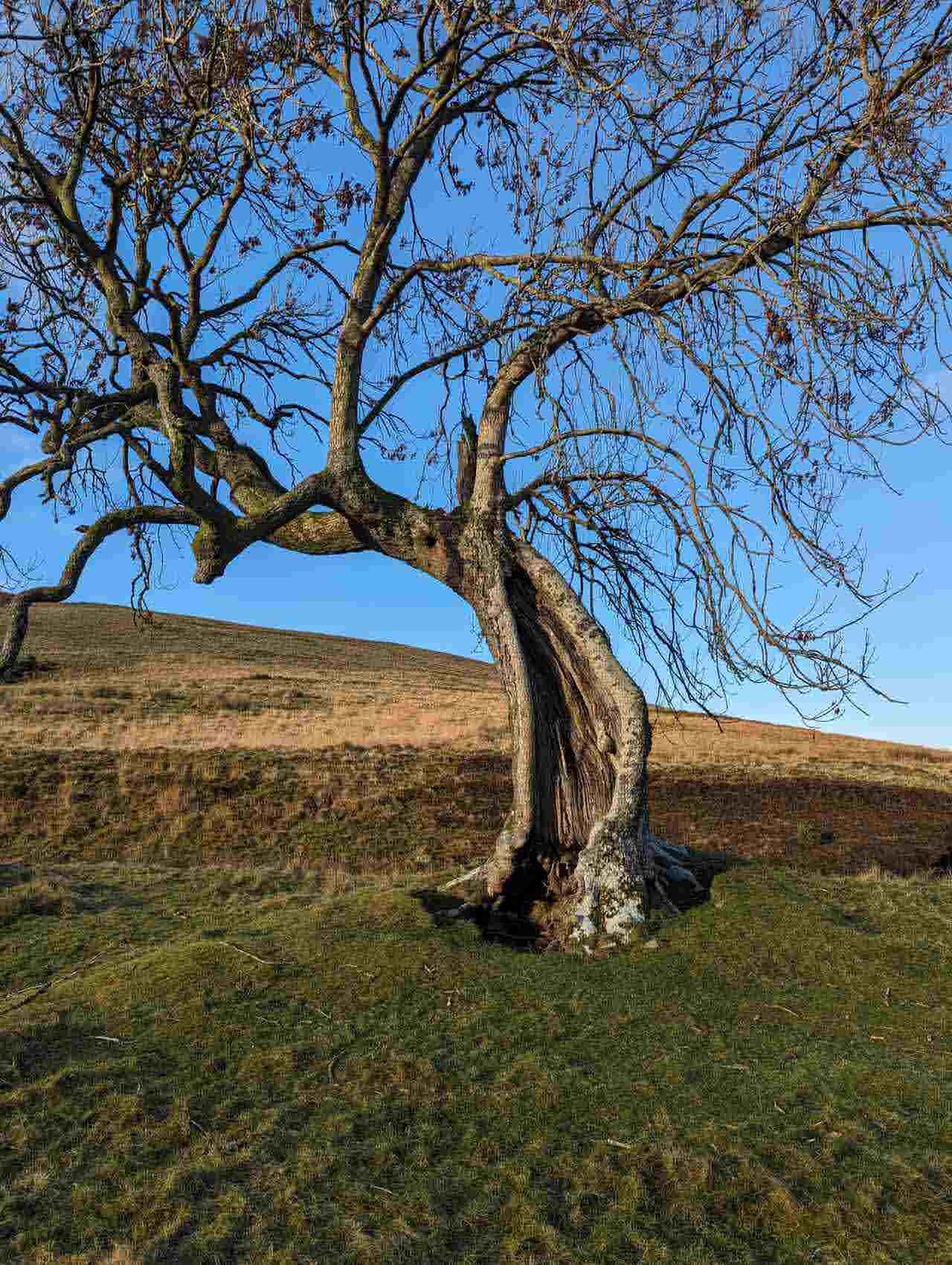 A gnarled old tree on the open hillside at Glendevon.