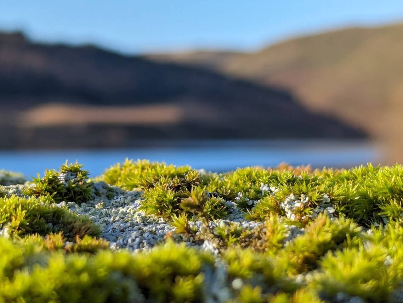 A Glendevon reservoir framed by juniper and heather.