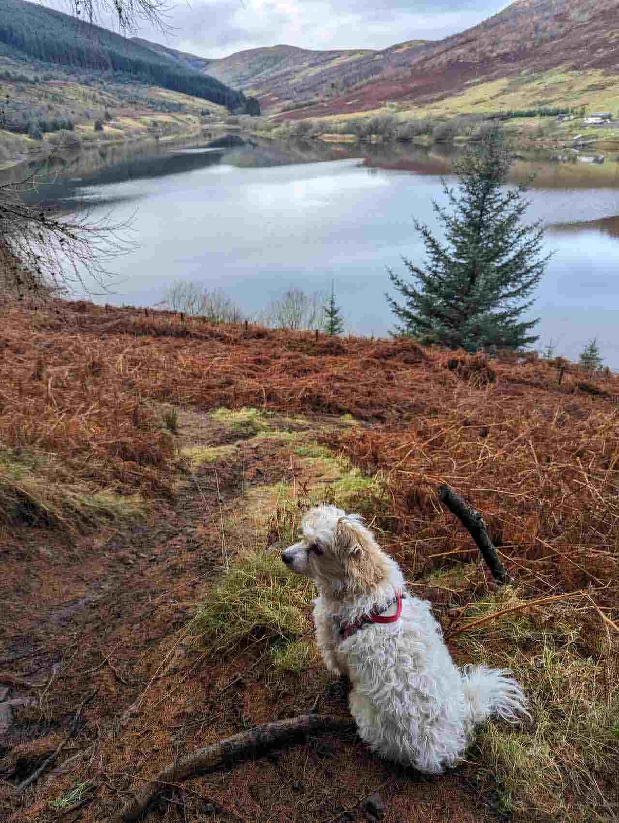 Lillie the dog beside a reservoir in Glen Devon.