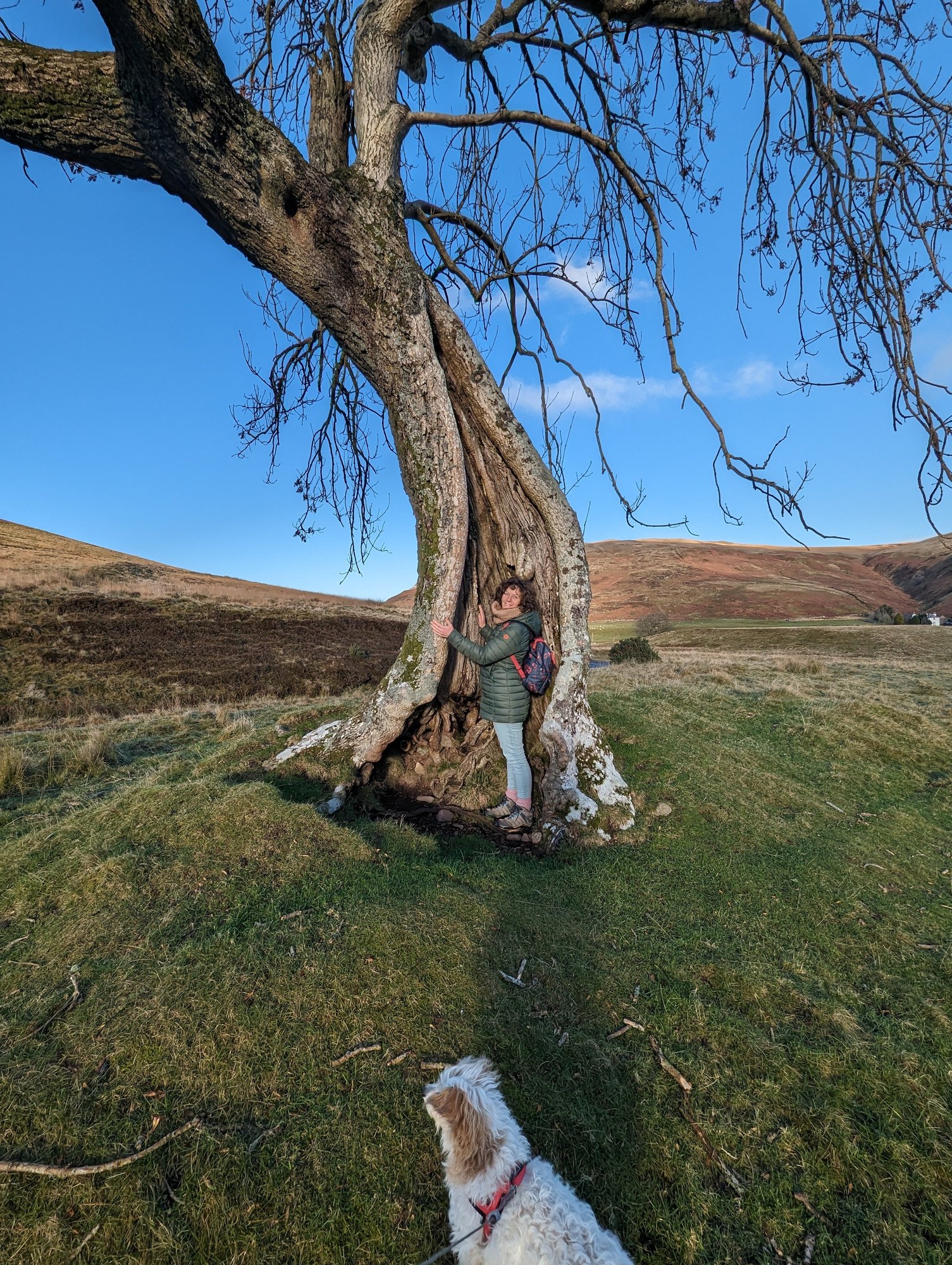 A gnarled old tree at Glendevon with a person leaning against it and Lillie the dog below.