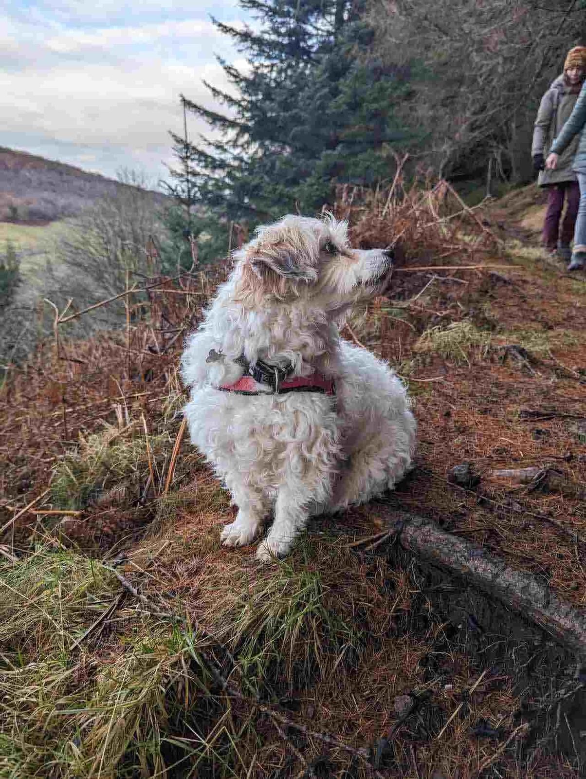 A woodland path in Glen Devon, with Lillie the dog.