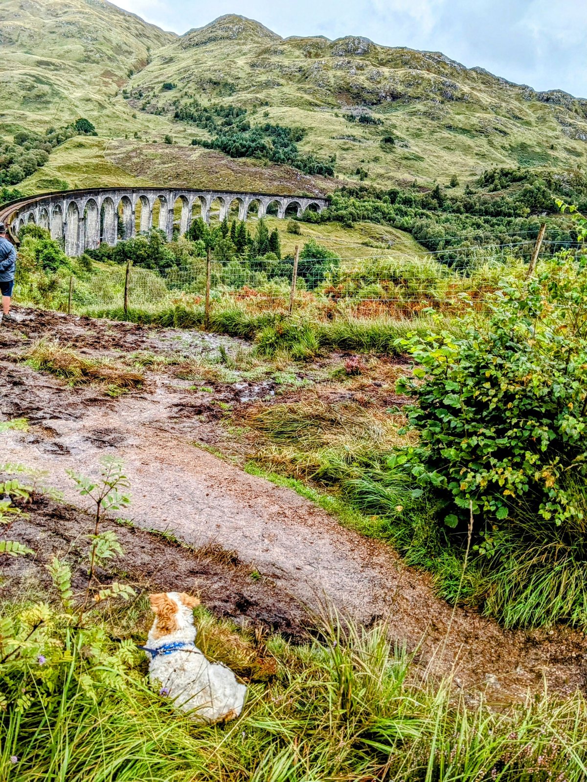 The Glenfinnan Viaduct across the green glen with Lillie the dog.