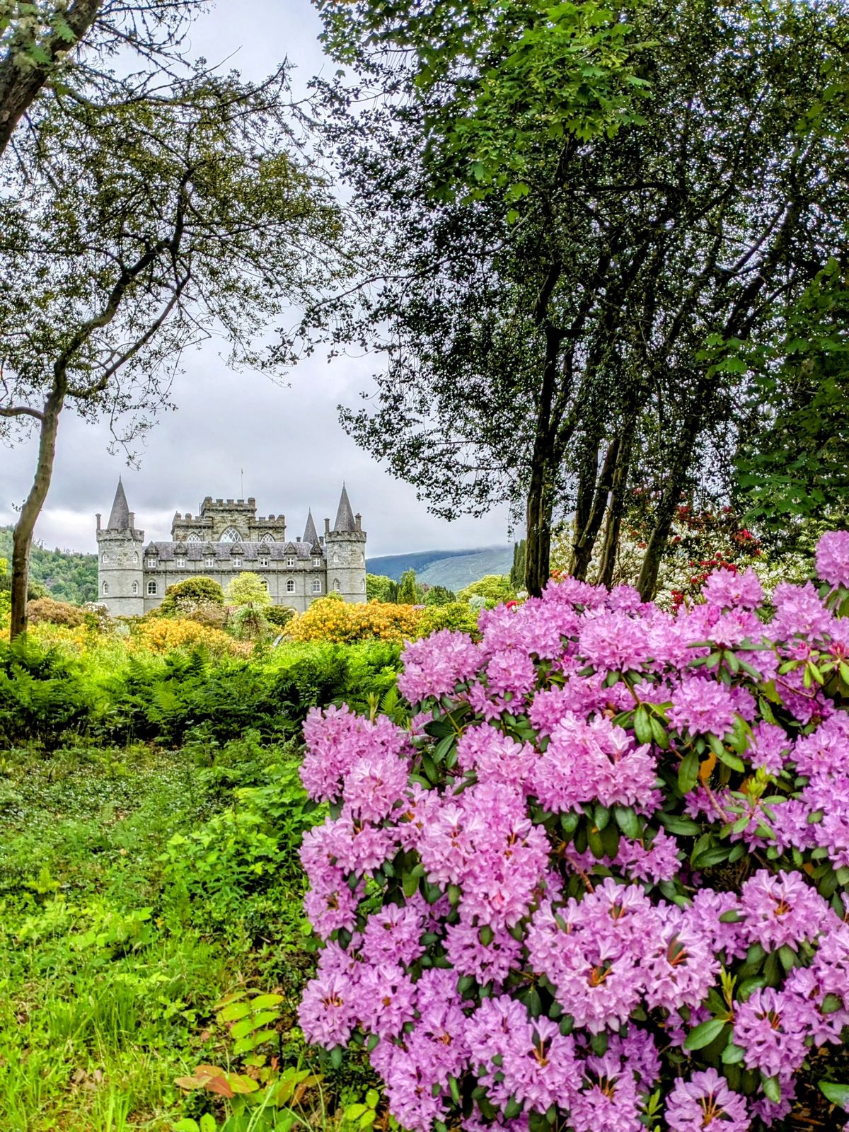 Inveraray Castle above pink rhododendrons with Loch Fyne beyond