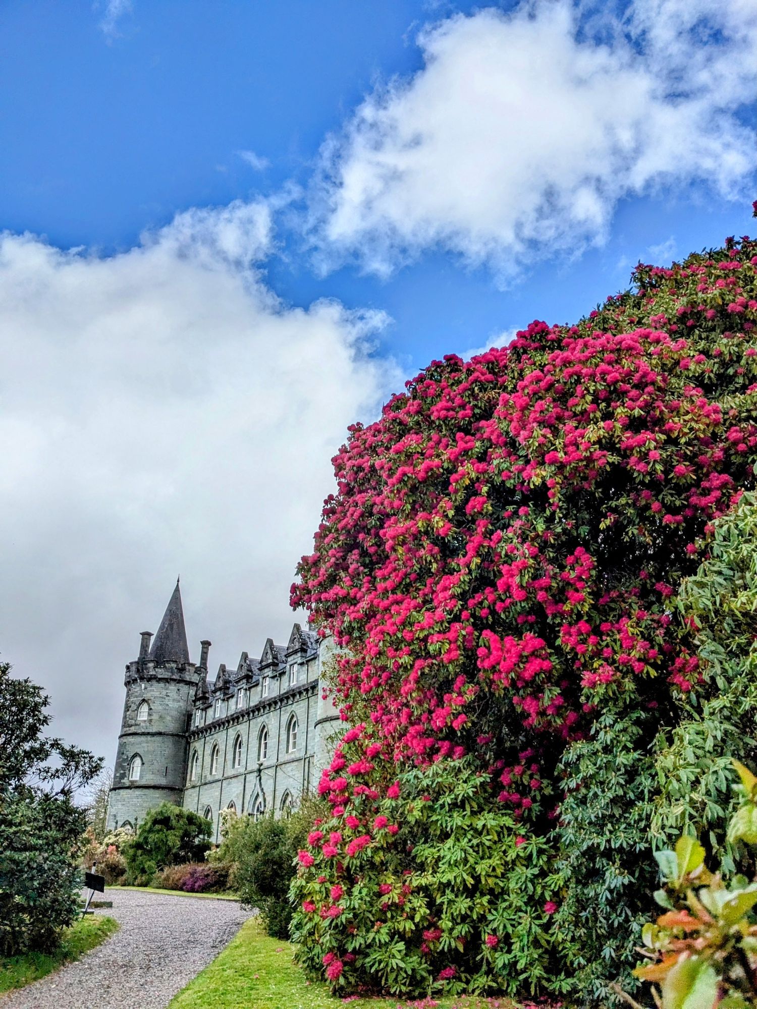Inveraray Castle with red rhododendrons, Argyll
