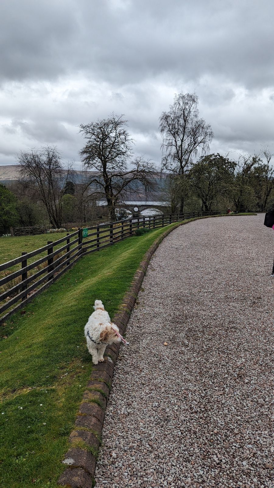 Lillie the dog on the estate track at the start of the Dun na Cuaiche walk