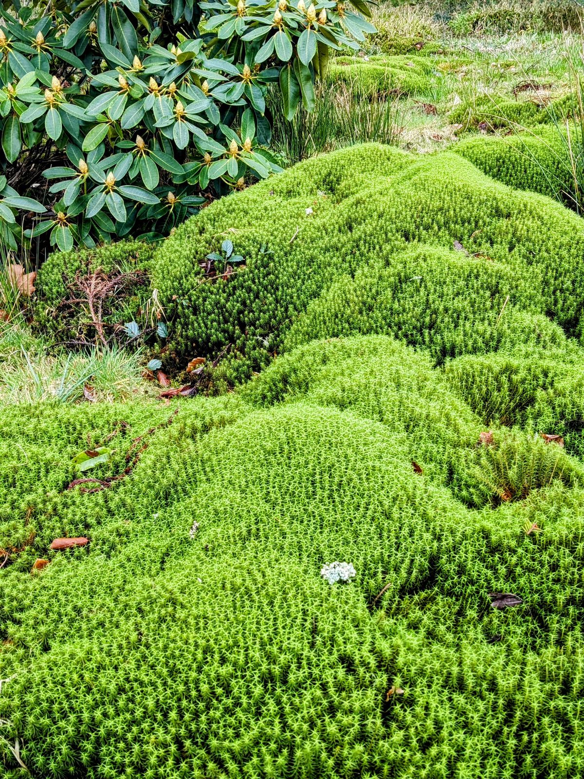The clipped mossy mounds and rhododendrons of Inveraray Castle's garden