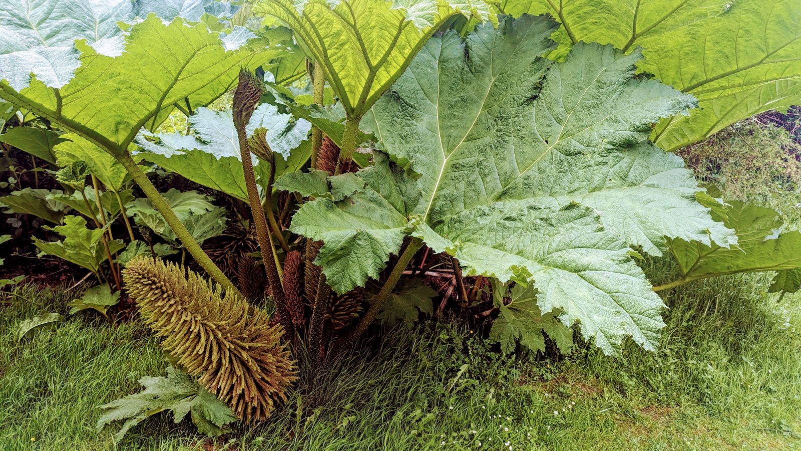 Giant gunnera leaves in the grounds of Inveraray Castle