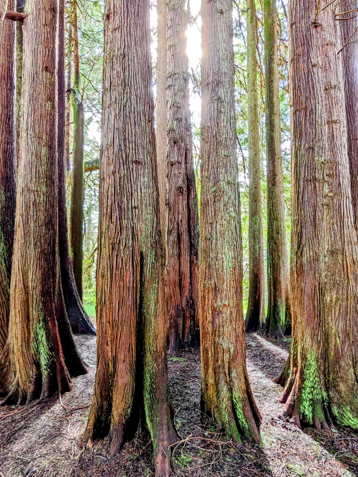Towering redwood trunks in the castle woods on the Dun na Cuaiche walk