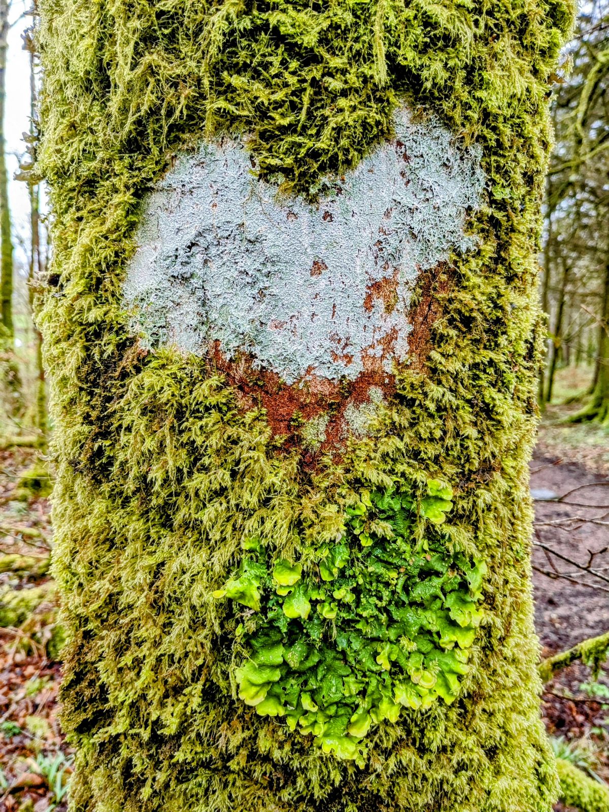 A heart shaped into the moss on a tree on the Dun na Cuaiche walk