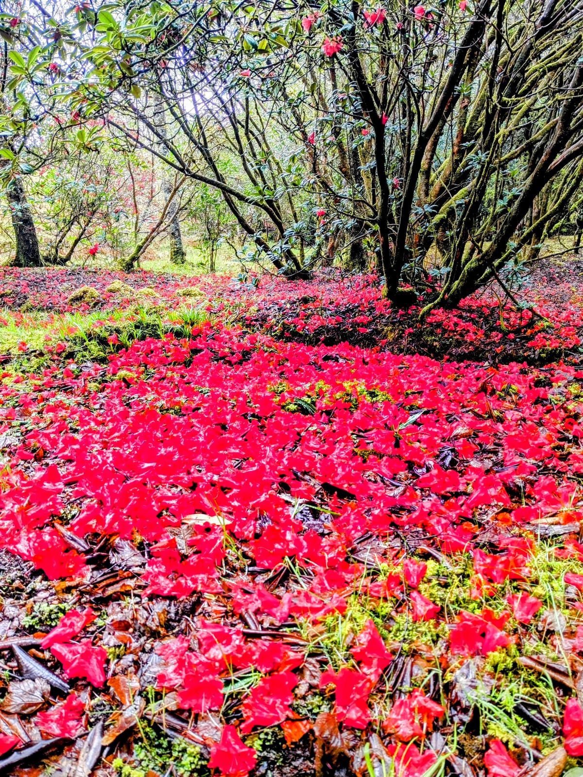 A carpet of vivid red azaleas in the gardens at Inveraray