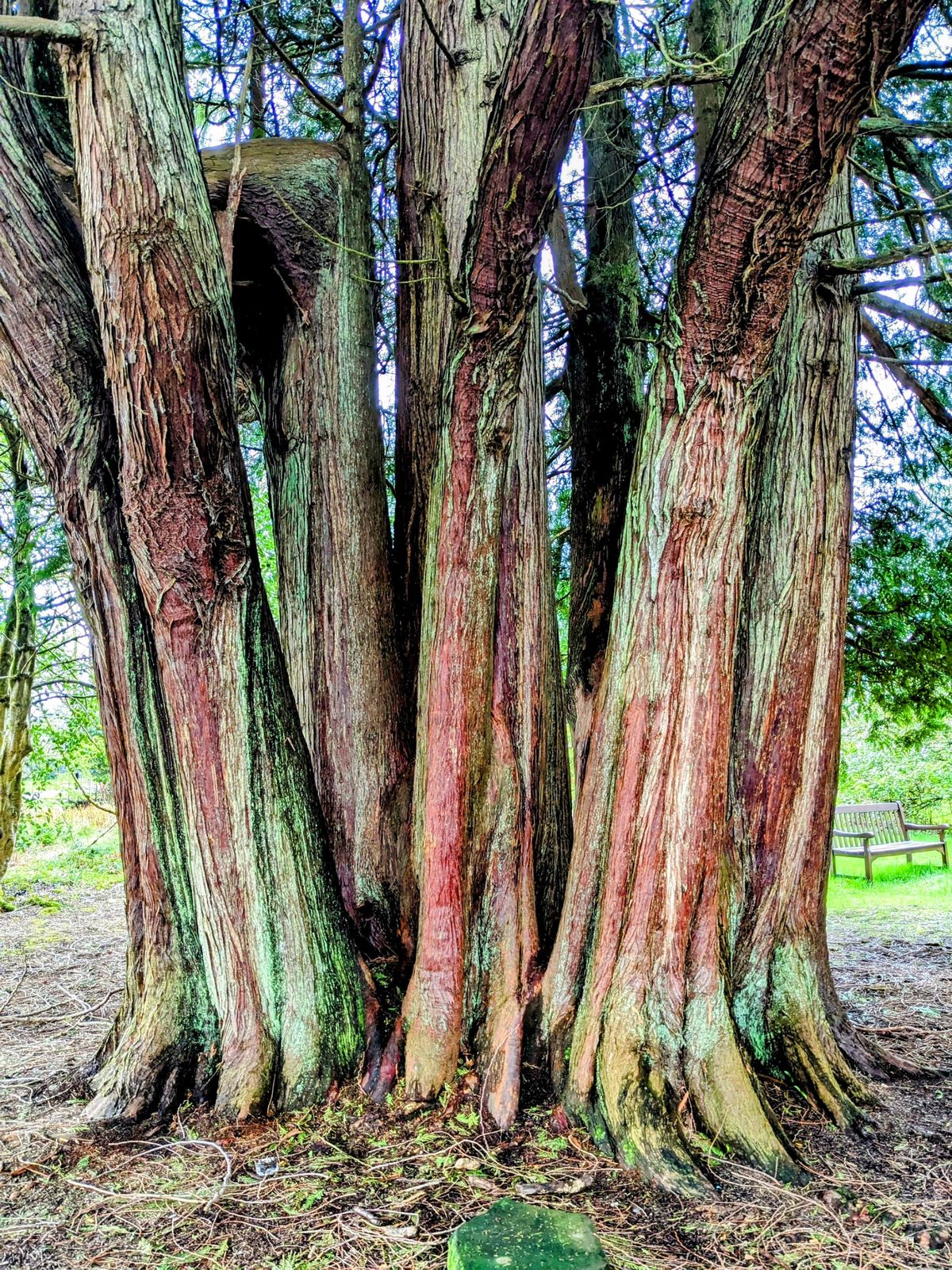 The extraordinary red-barked trees in the grounds of Inveraray Castle