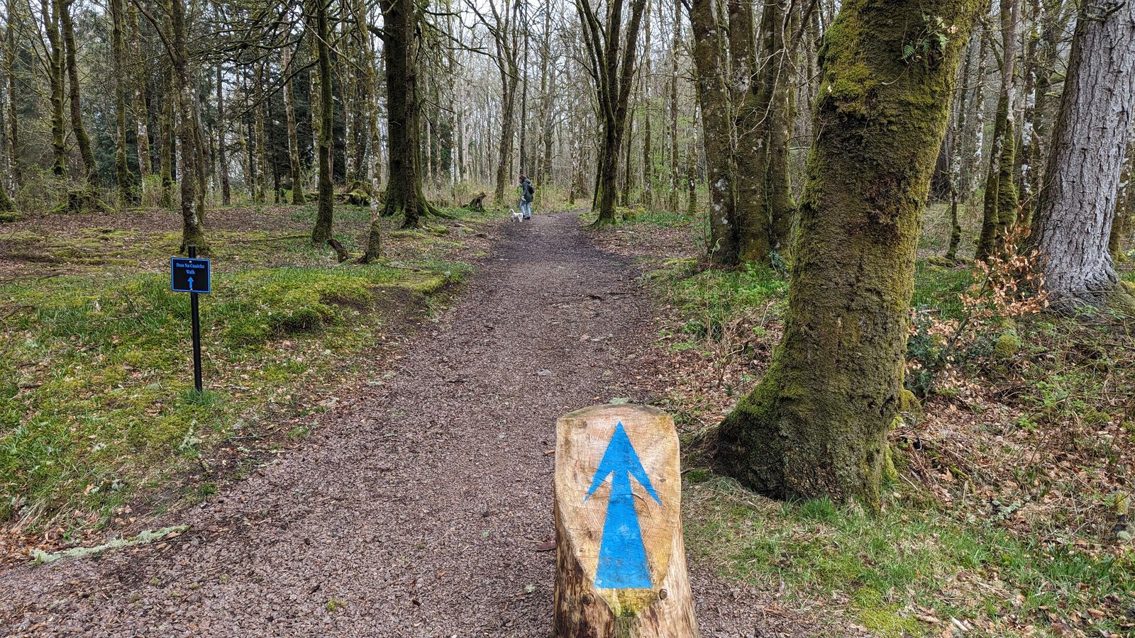 A blue Dun na Cuaiche waymark on the woodland path above Inveraray Castle