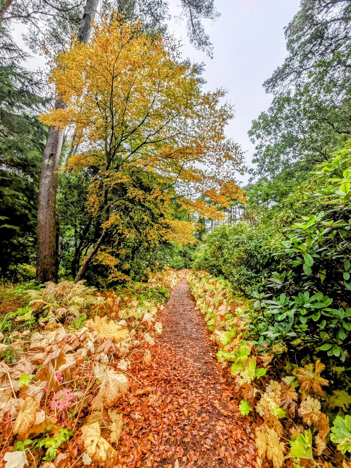 An autumn path through Inverewe Garden.