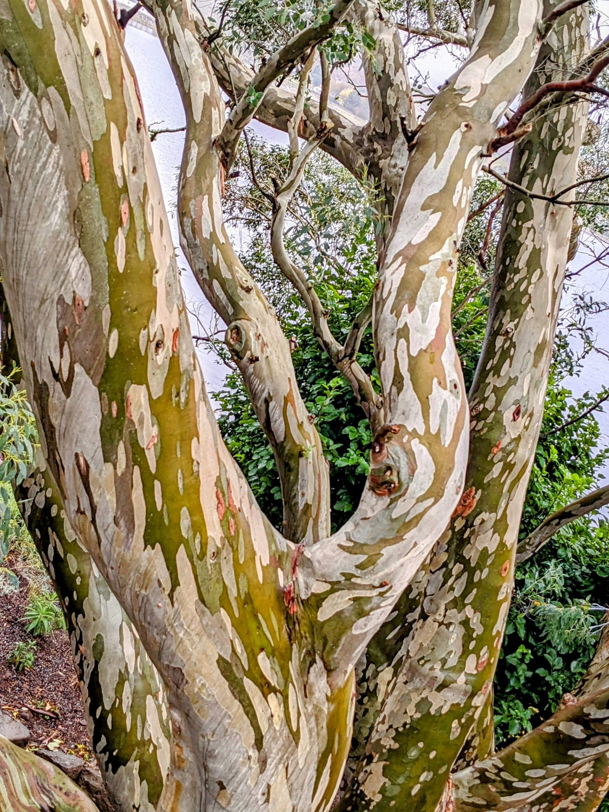 Exotic eucalyptus and planting at Inverewe Garden.