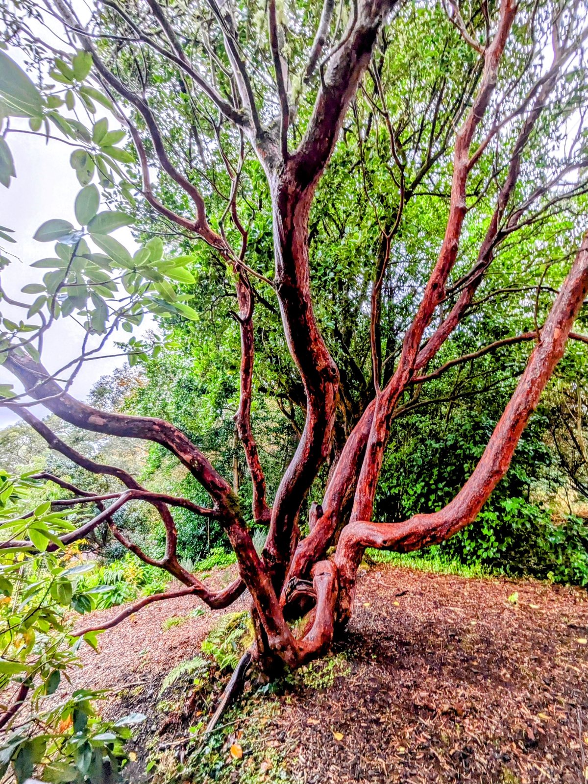 A striking red-barked tree at Inverewe Garden.