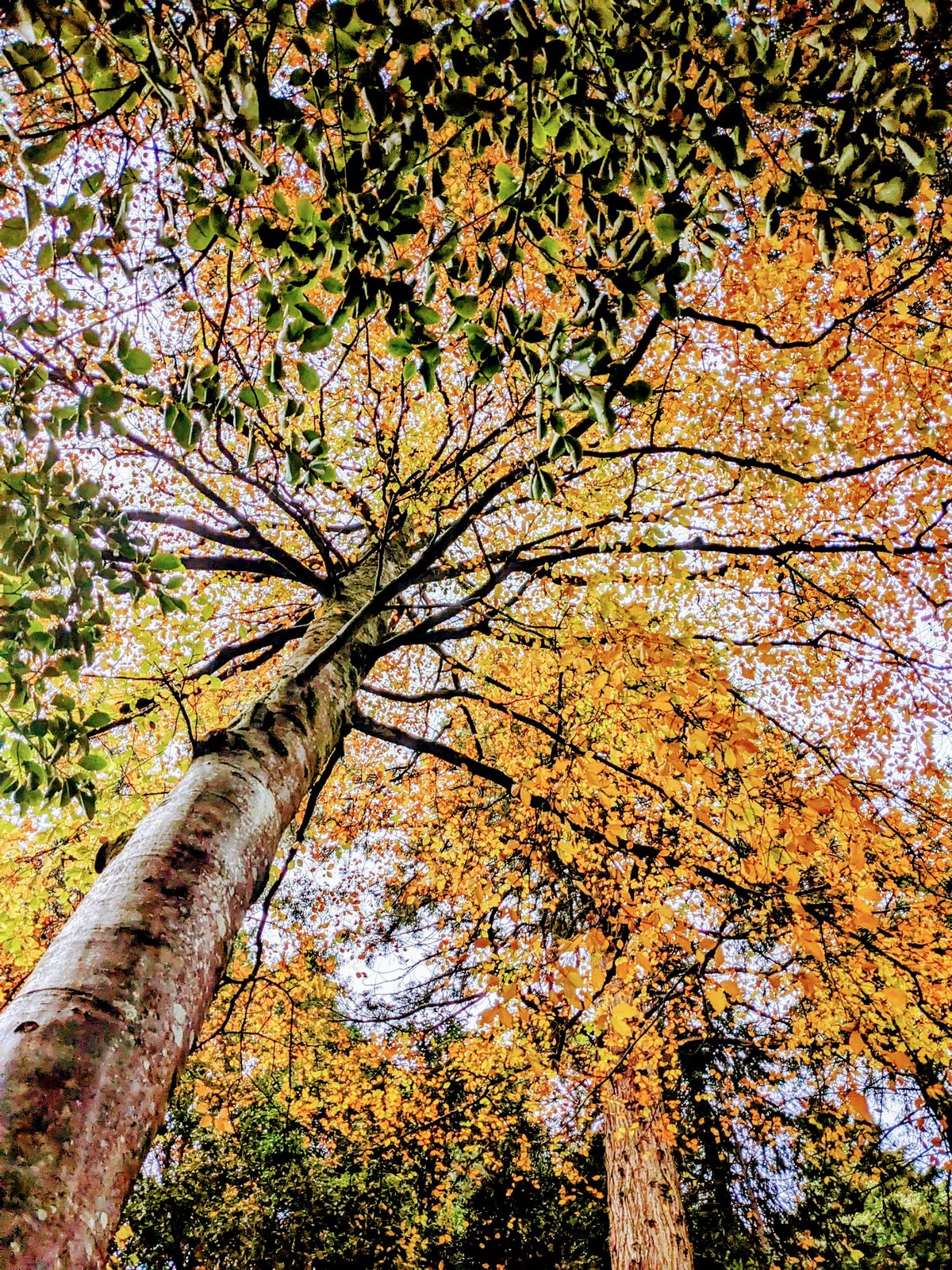 A woodland walk in autumn at Inverewe.
