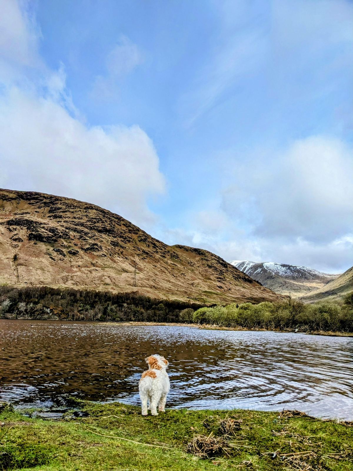Floodwater and snow-streaked mountains in the glen near Kilchurn Castle, Lillie the dog in the foreground.