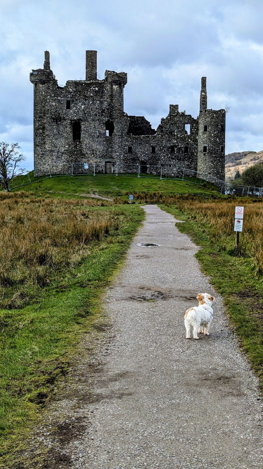 A Highland cow on the path to Kilchurn Castle with snow-streaked mountains behind.