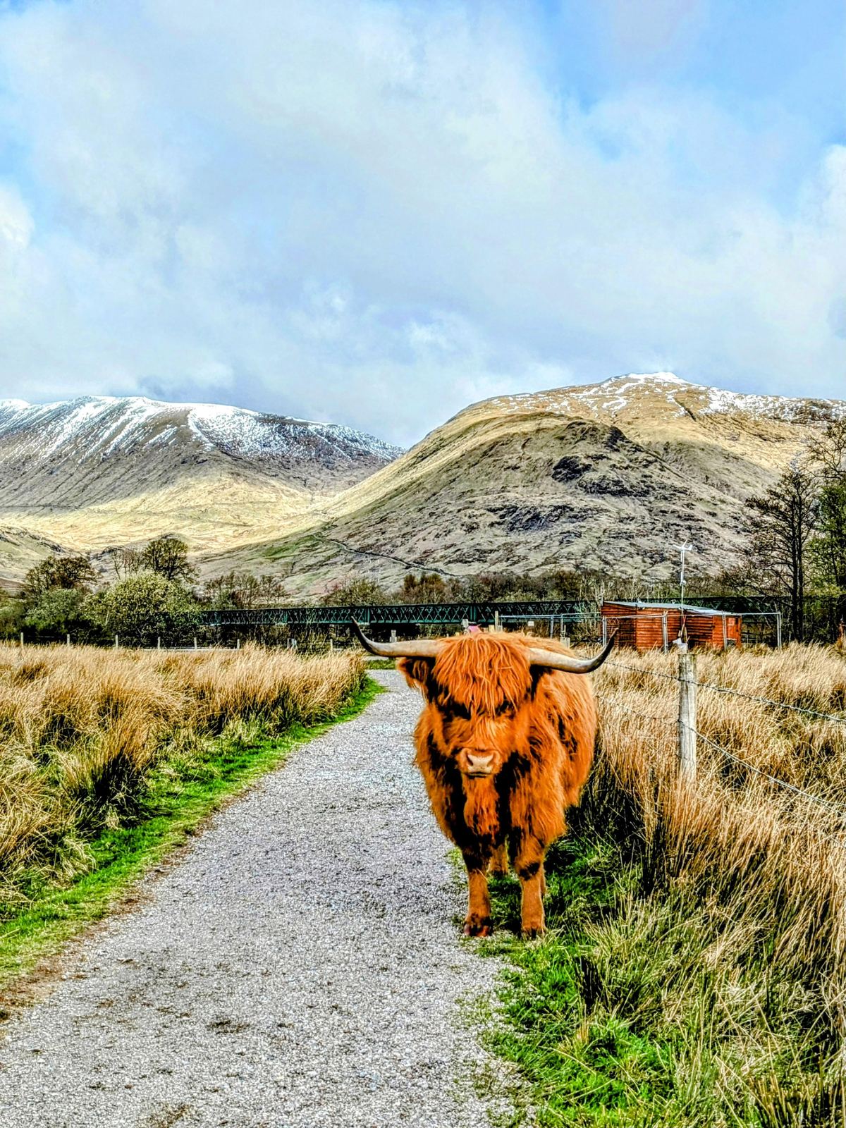 A shaggy Highland cow grazing beside the path to Kilchurn Castle at Loch Awe.
