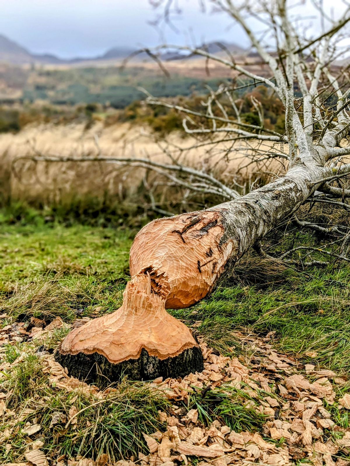 A birch tree by Loch Tay near Killin gnawed through and felled by beavers, the pale pointed stump clearly chewed.
