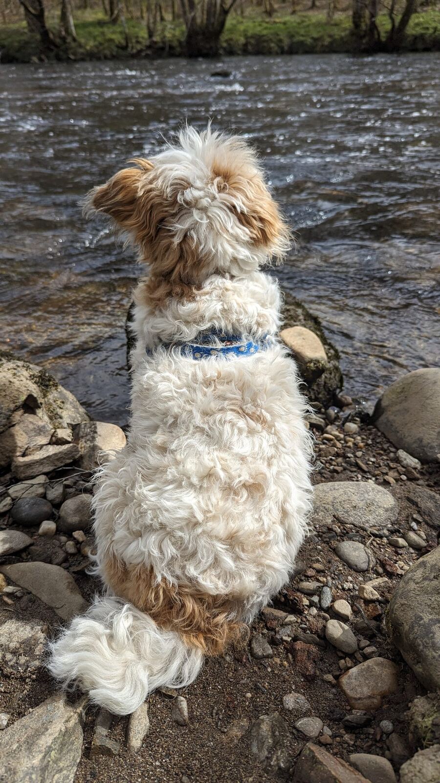 A small white dog, Lillie, standing on the rocky bank of the River Dochart at Killin.