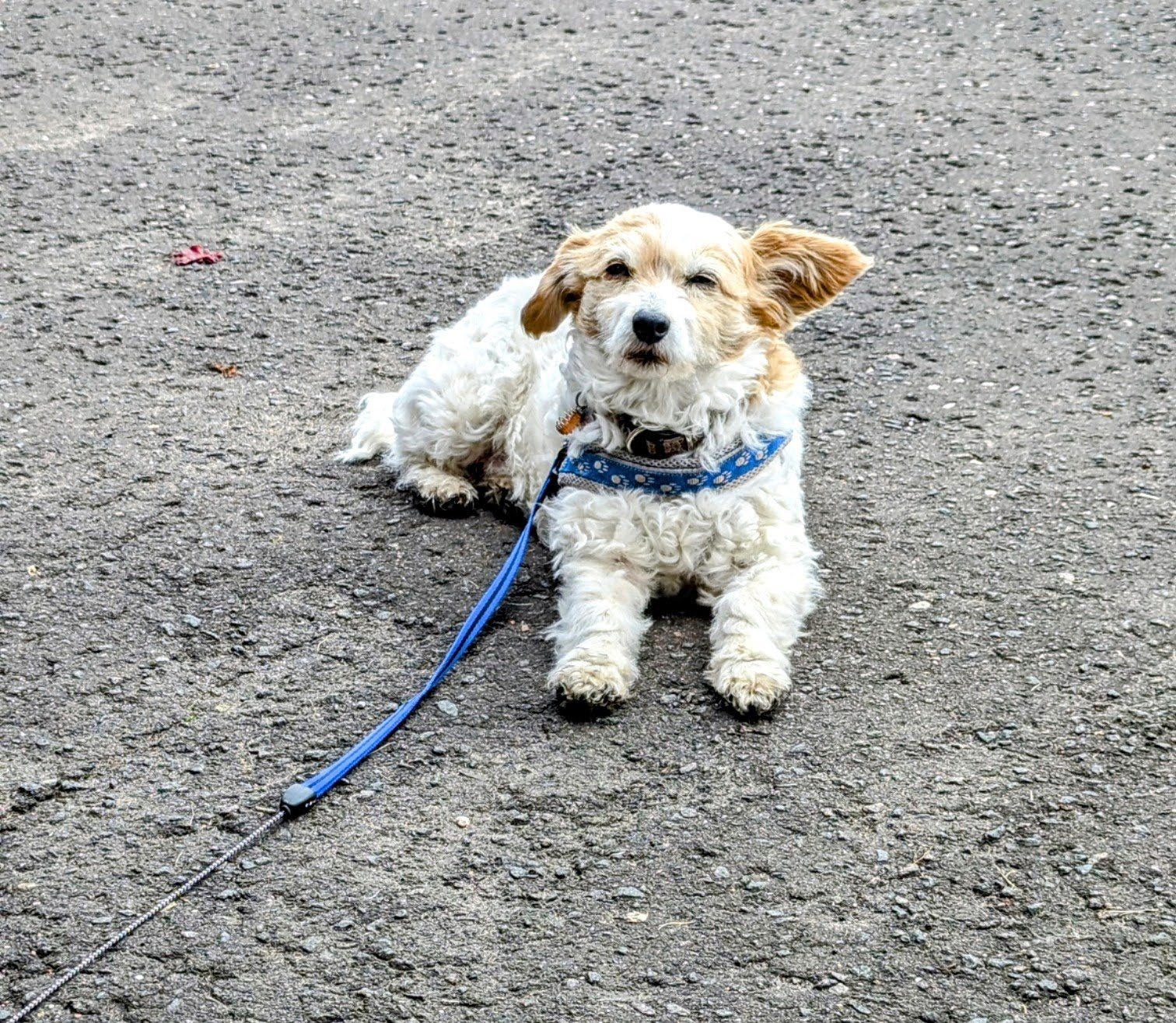 Lillie in the village.